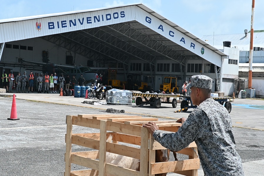 Macho Caprino en GACAR