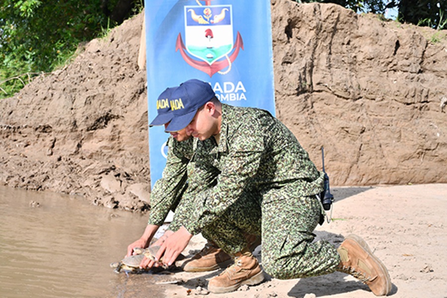 Liberación de Tortuga