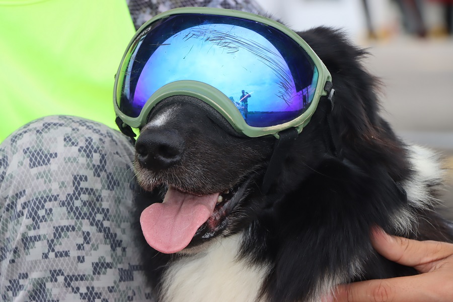 'Connor' el primer canino de la Fuerza Aérea que ayuda al control aviar en la pista del CACOM 2